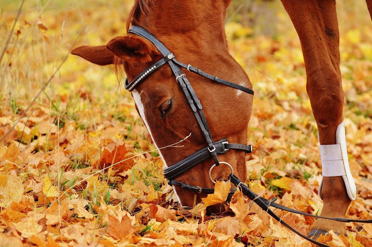 la salud de tu caballo