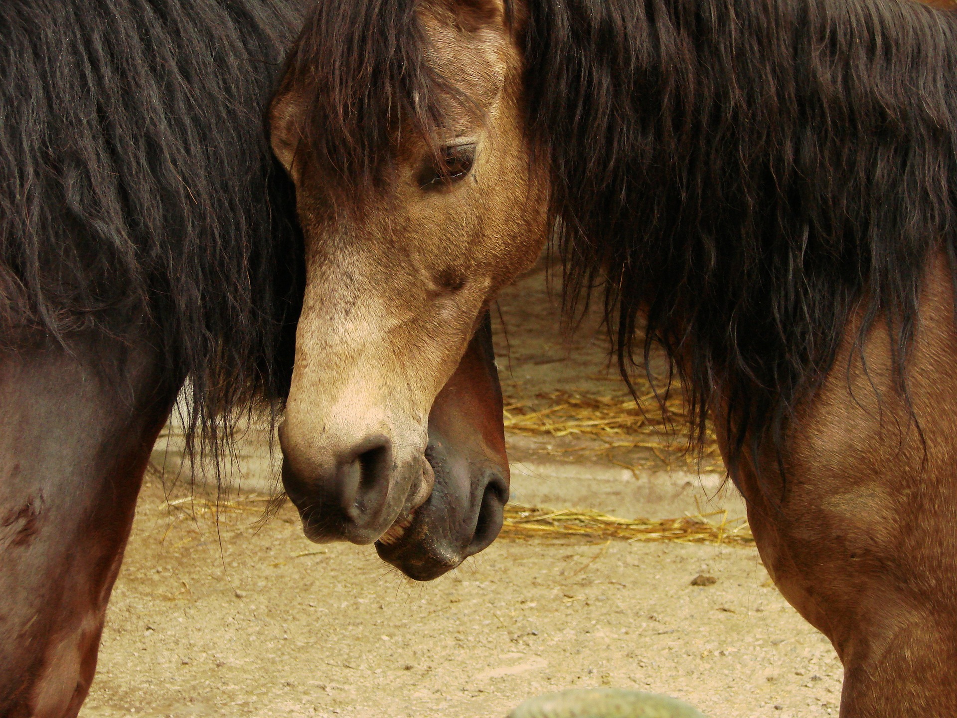 la salud de tu caballo