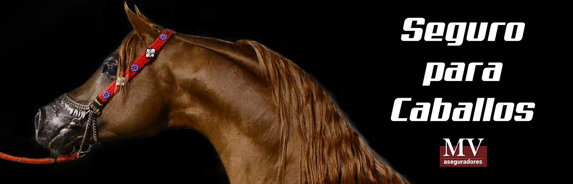 slider 1 para seguros de caballos