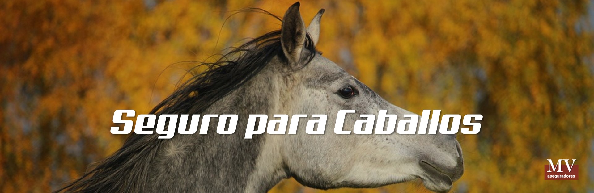 slidet 4 home seguro para caballos