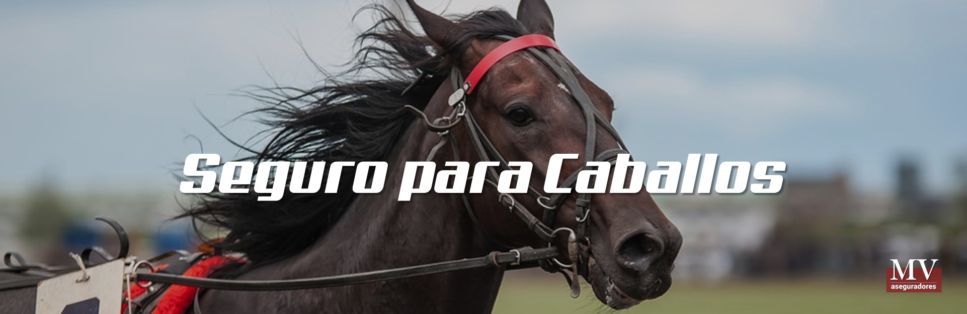 imagen 5 slider seguro de caballos