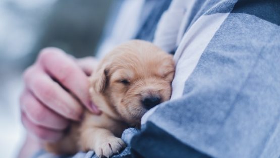 Coberturas comunes en seguros de mascotas